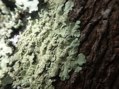 Flavoparmelia haywardiana