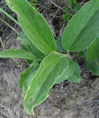 Hibiscus aethiopicus ovatus