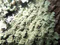 Flavoparmelia haywardiana