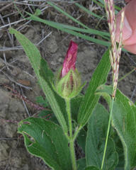 Hibiscus aethiopicus ovatus