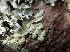 Flavoparmelia haywardiana
