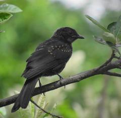 Melaenornis pammelaina ater