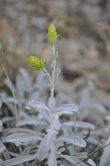 Sideritis catillaris