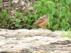 Emberiza goslingi