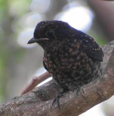 Melaenornis pammelaina ater