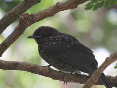 Melaenornis pammelaina ater