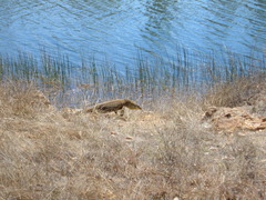 Varanus panoptes