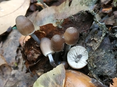 Mycena