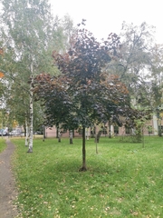 Acer platanoides