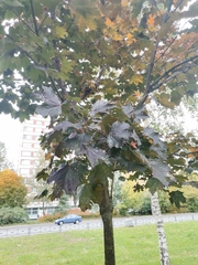 Acer platanoides
