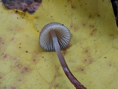 Mycena