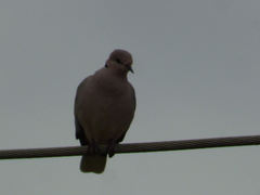 Streptopelia vinacea