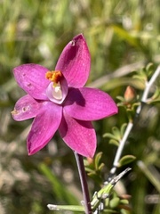 Thelymitra × macmillanii