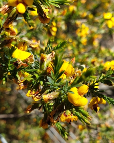 Image of Eutaxia diffusa by (c) Rosalie Lawrence, some rights reserved (CC BY)