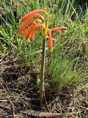 Cyrtanthus tuckii