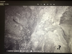 Prionailurus bengalensis