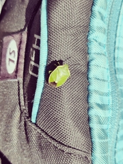 Chlorochroa juniperina