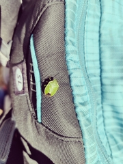 Chlorochroa juniperina