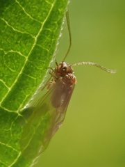 Valenzuela burmeisteri