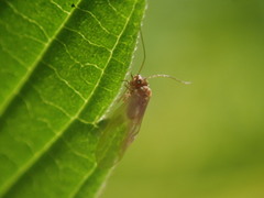 Valenzuela burmeisteri