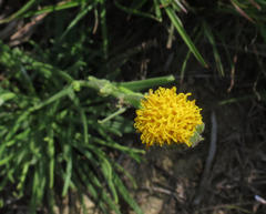 Senecio asperulus