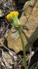Senecio asperulus