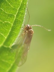 Valenzuela burmeisteri