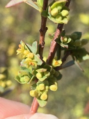 Pimelea pauciflora