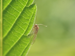 Valenzuela burmeisteri