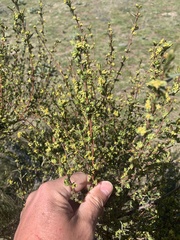 Pimelea pauciflora