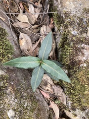Leichhardtia suaveolens