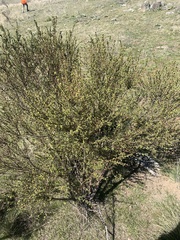 Pimelea pauciflora