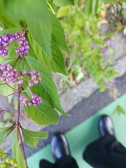 Callicarpa dichotoma