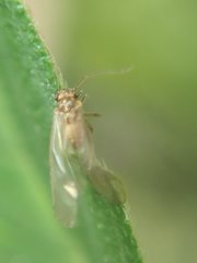 Valenzuela burmeisteri