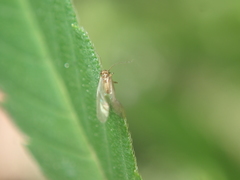 Valenzuela burmeisteri