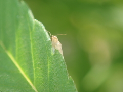 Valenzuela burmeisteri