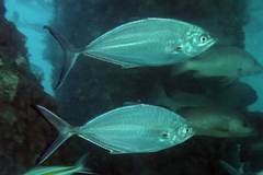 Alepes vari