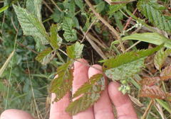 Rubus pinnatus