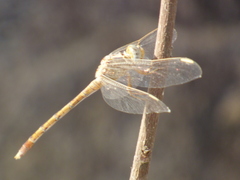 Orthetrum angustiventre