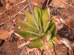 Aloe affinis