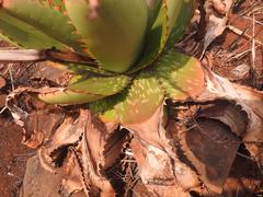 Aloe affinis