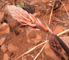 Aloe affinis