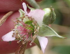 Rubus pinnatus