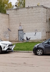 Columba livia domestica