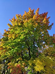 Acer platanoides