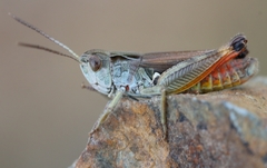 Omocestus antigai