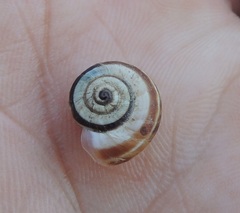 Xerolenta obvia