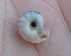 Xerolenta obvia