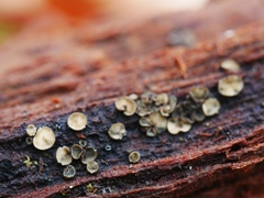 Acephala