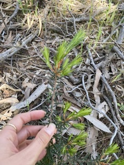 Melaleuca pityoides